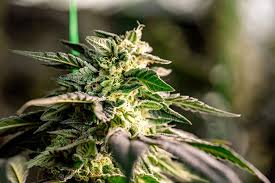 Cannabis Seeds Mississippi Your Guide to Growing in the Magnolia State Cannabis Seeds Mississippi Your Guide to Growing in the Magnolia State