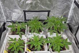 Cannabis Seeds Mississippi Your Guide to Growing in the Magnolia State Cannabis Seeds Mississippi Your Guide to Growing in the Magnolia State